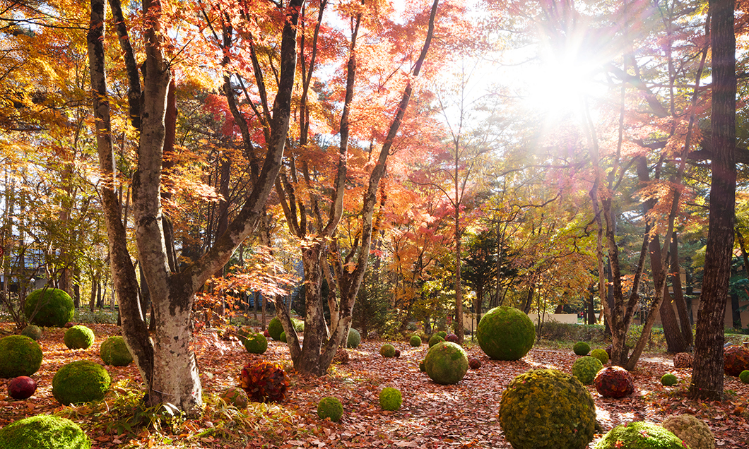 写真：Art of Forest 2019