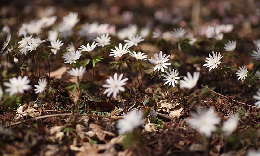 写真：儚くもたくましいスプリングエフェメラル