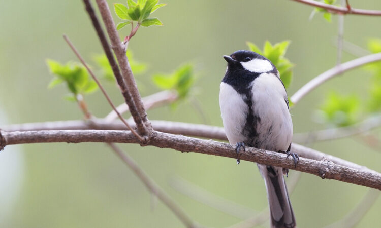 写真：野鳥の森ネイチャーウォッチング