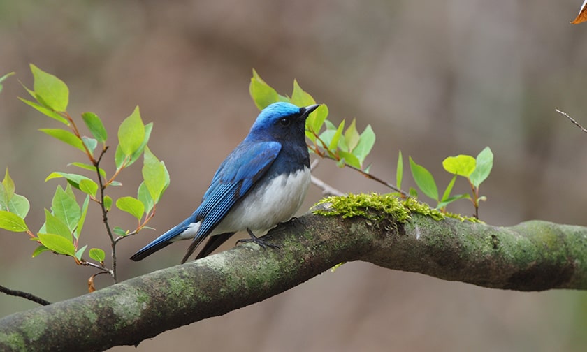 写真：「軽井沢野鳥の森」で幸せの青い鳥に出会う