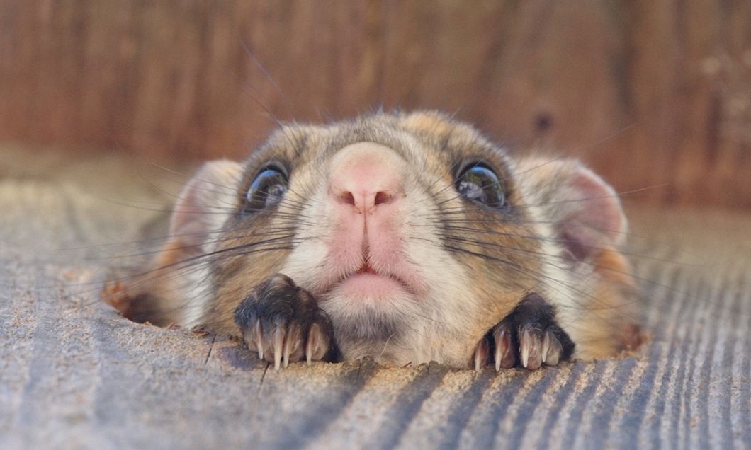 写真：空飛ぶムササビウォッチング